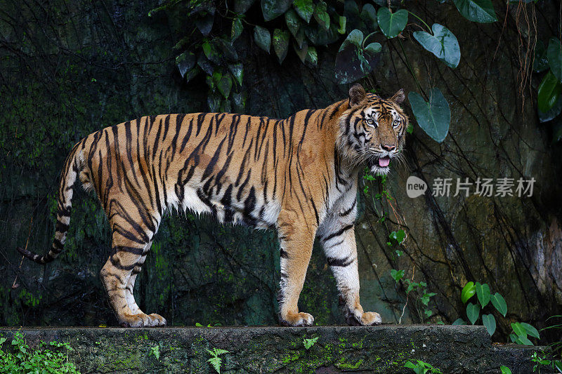 Close up Indochinese tiger is beautiful animal and dangerous in forest